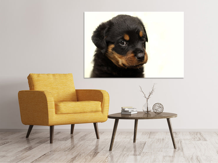 Vászonképek Rottweiler puppy to fall in love