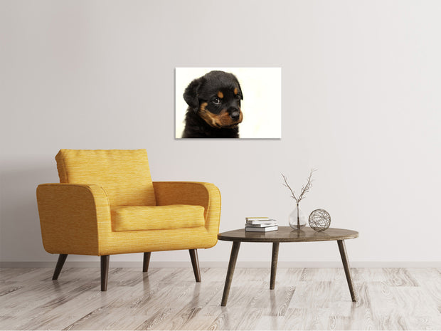 Vászonképek Rottweiler puppy to fall in love