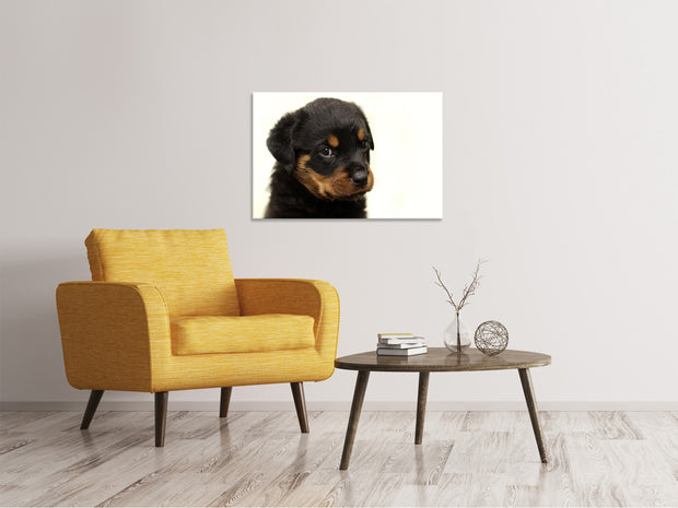 Vászonképek Rottweiler puppy to fall in love