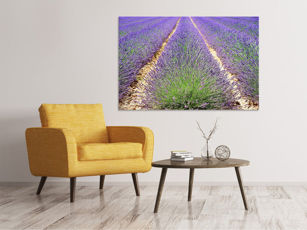 Vászonképek The lavender field