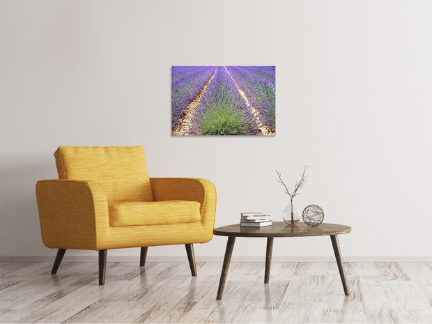 Vászonképek The lavender field