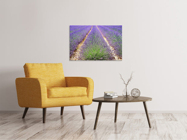 Vászonképek The lavender field