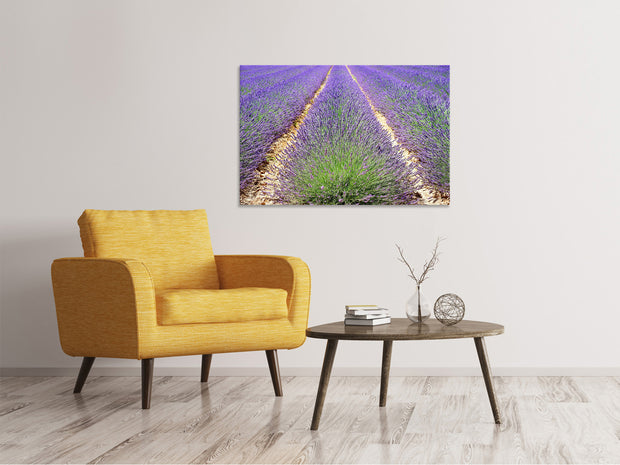 Vászonképek The lavender field