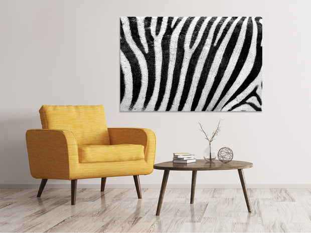 Vászonképek Strip of the zebra