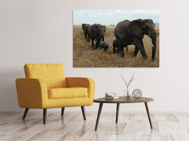 Vászonképek Elephant family