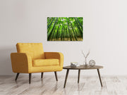 Vászonképek The bamboo forest