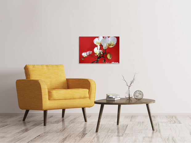 Vászonképek White orchids on red wall
