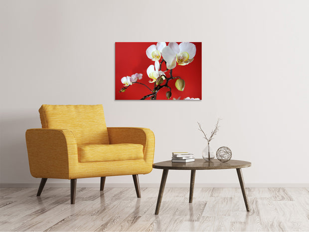 Vászonképek White orchids on red wall