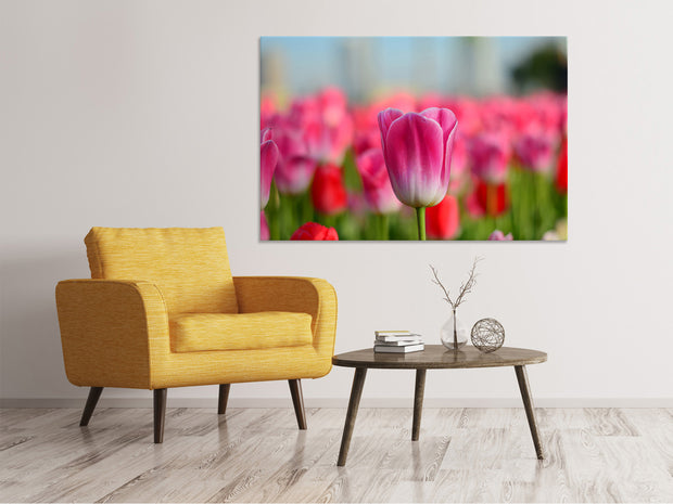 Vászonképek Tulip field in pink-red