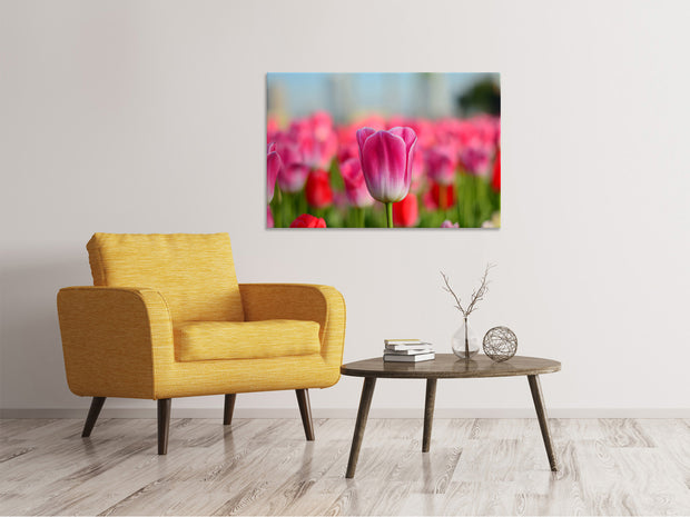 Vászonképek Tulip field in pink-red