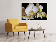 Vászonképek White orchids in bloom