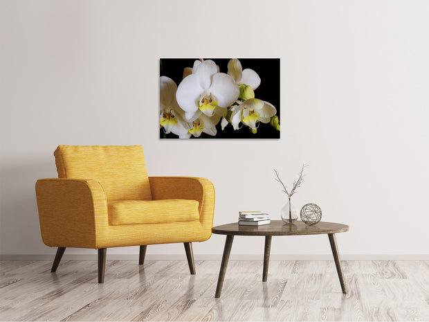 Vászonképek White orchids in bloom