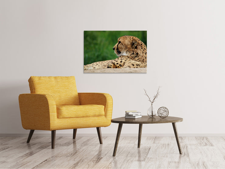 Vászonképek XL cheetah