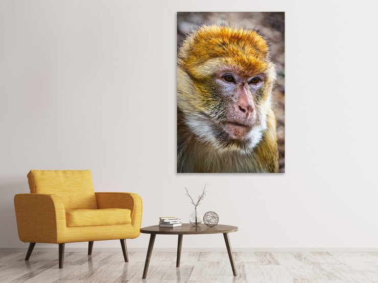 Vászonképek The Barbary macaque