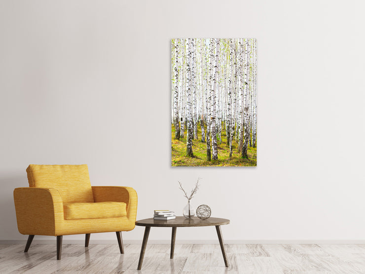 Vászonképek The Birch Forest In The Spring