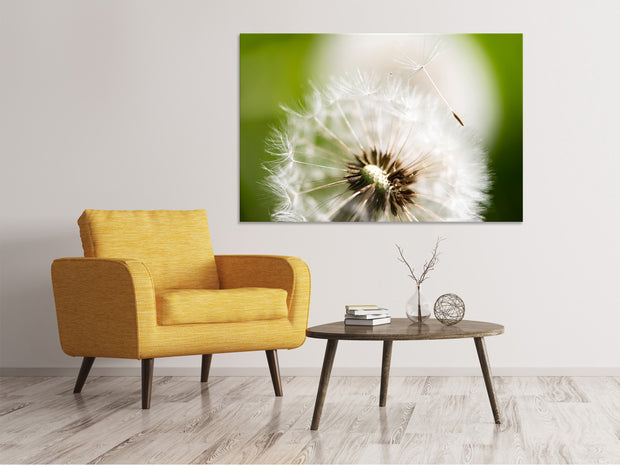 Vászonképek Blowball Dandelion