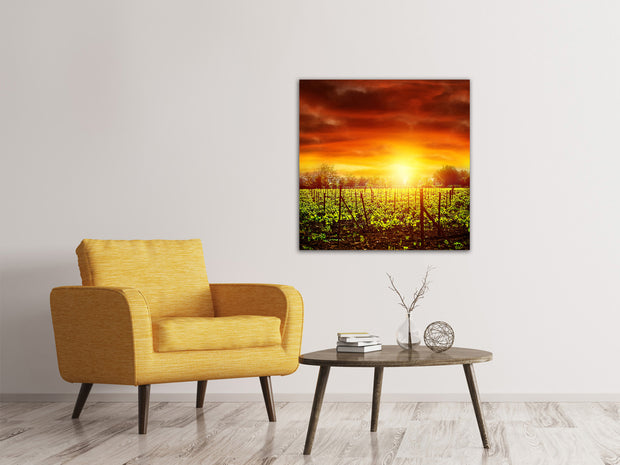 Vászonképek The Vineyard At Sunset