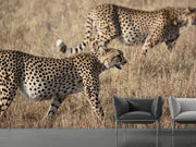 Fotótapéták 2 leopards