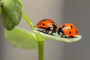 Fotótapéták 2 ladybirds