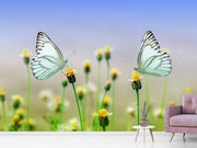 Fotótapéták 2 butterflies