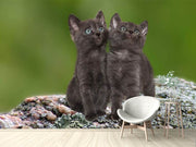 Fotótapéták 2 black cats babies
