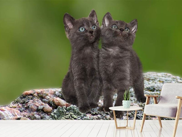 Fotótapéták 2 black cats babies