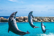 Fotótapéták 3 dolphins