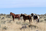 Fotótapéták 3 horses in nature