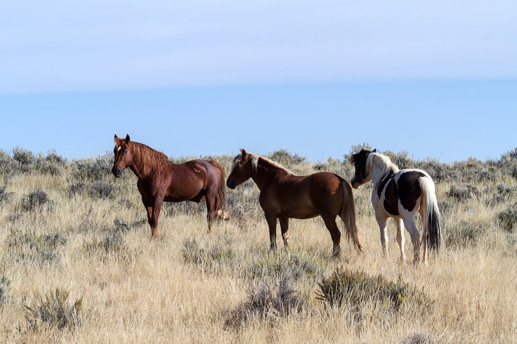 Fotótapéták 3 horses in nature