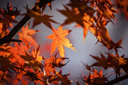 Fotótapéták Maple leaves in autumn