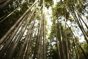 Fotótapéták Arashiyama Japan