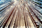 Fotótapéták Trees in the snow