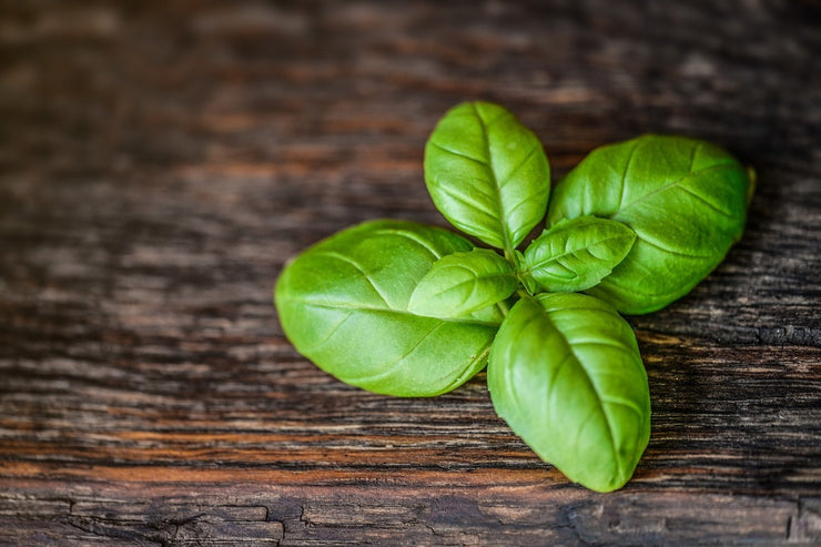 Fotótapéták Basil leaf in XXL