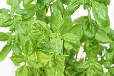 Fotótapéták Basil in XXL