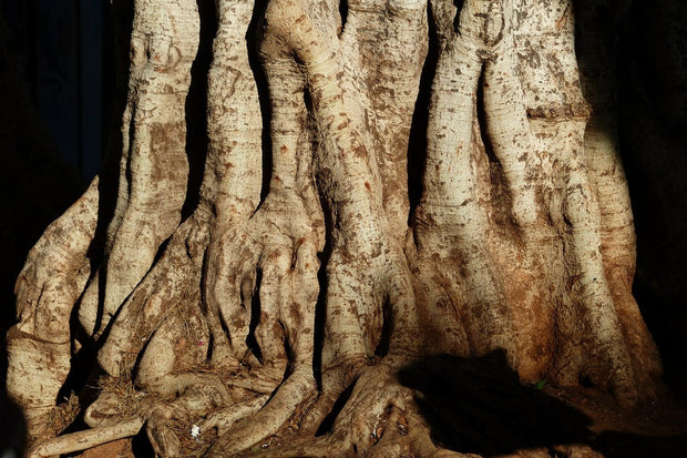 Fotótapéták Tree Close Up