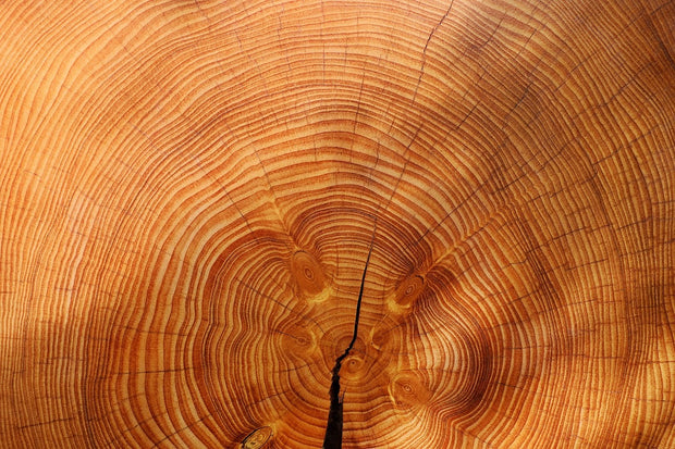 Fotótapéták tree rings