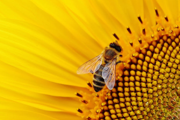 Fotótapéták Bee on the sunflower