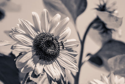 Fotótapéták Bees on the sunflower sw