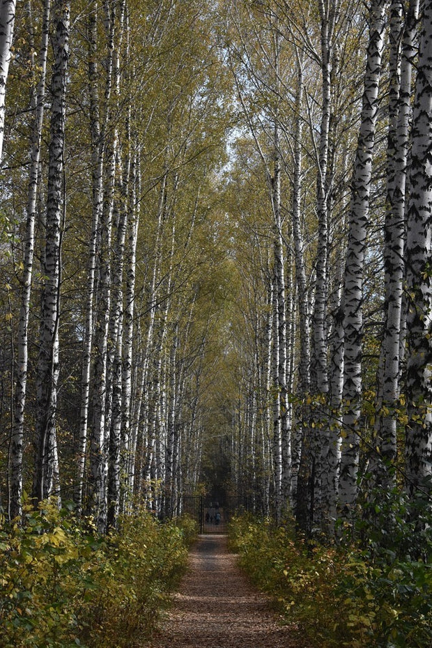 Fotótapéták Birch avenue