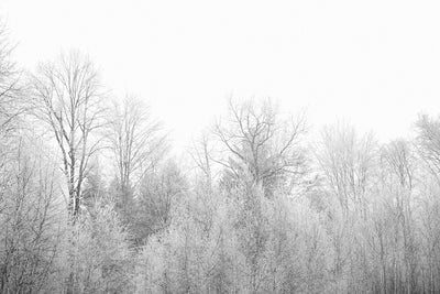 Fotótapéták Birches in the snow