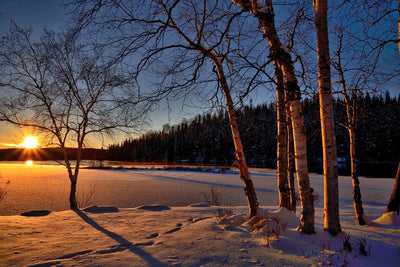Fotótapéták Birches in the sunset