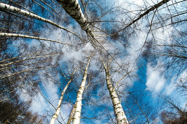 Fotótapéták birch crowns