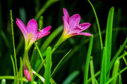 Fotótapéták Flowers in nature