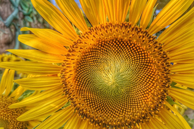 Fotótapéták Inflorescence of a sunflower