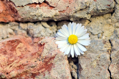 Fotótapéták Flower in the wall