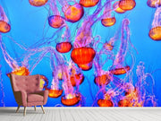 Fotótapéták Colorful jellyfish