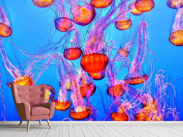 Fotótapéták Colorful jellyfish