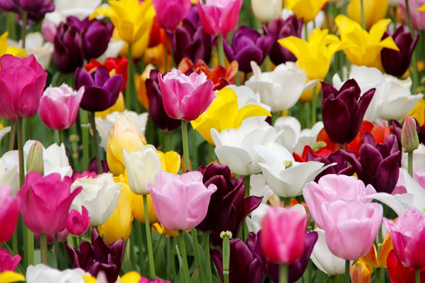 Fotótapéták Colorful tulip field