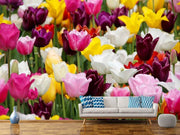Fotótapéták Colorful tulip field