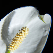 Fotótapéták Calla Close up in white